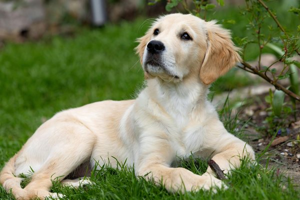 Boosting Bloodhound Scent Tracking Skills: Elevate Your Dog's Performance in Search and Rescue Operations!