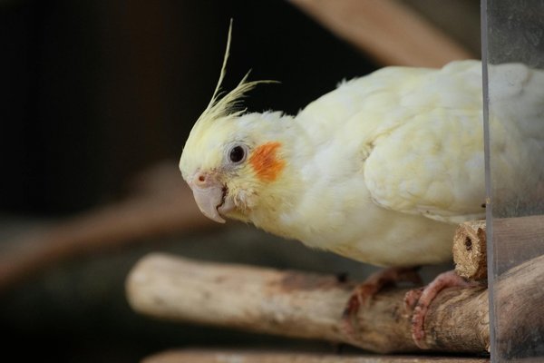 Essential Measures to Prevent Chronic Ear Infections in Cats with Folded Ears